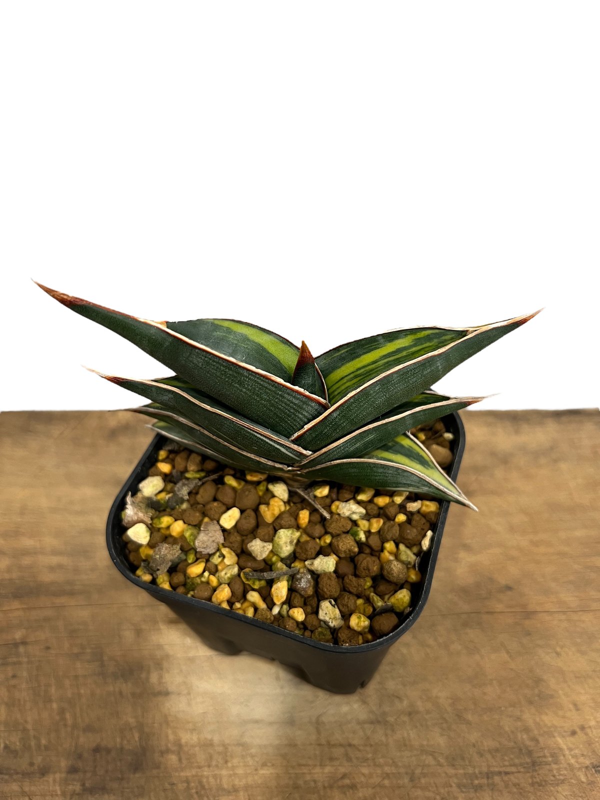 サンスベリア ロリダ 斑入 S. Rorida Variegated 2 サンスベリア ロリダ 斑入 S. Rorida Variegated 2 サンセベリア