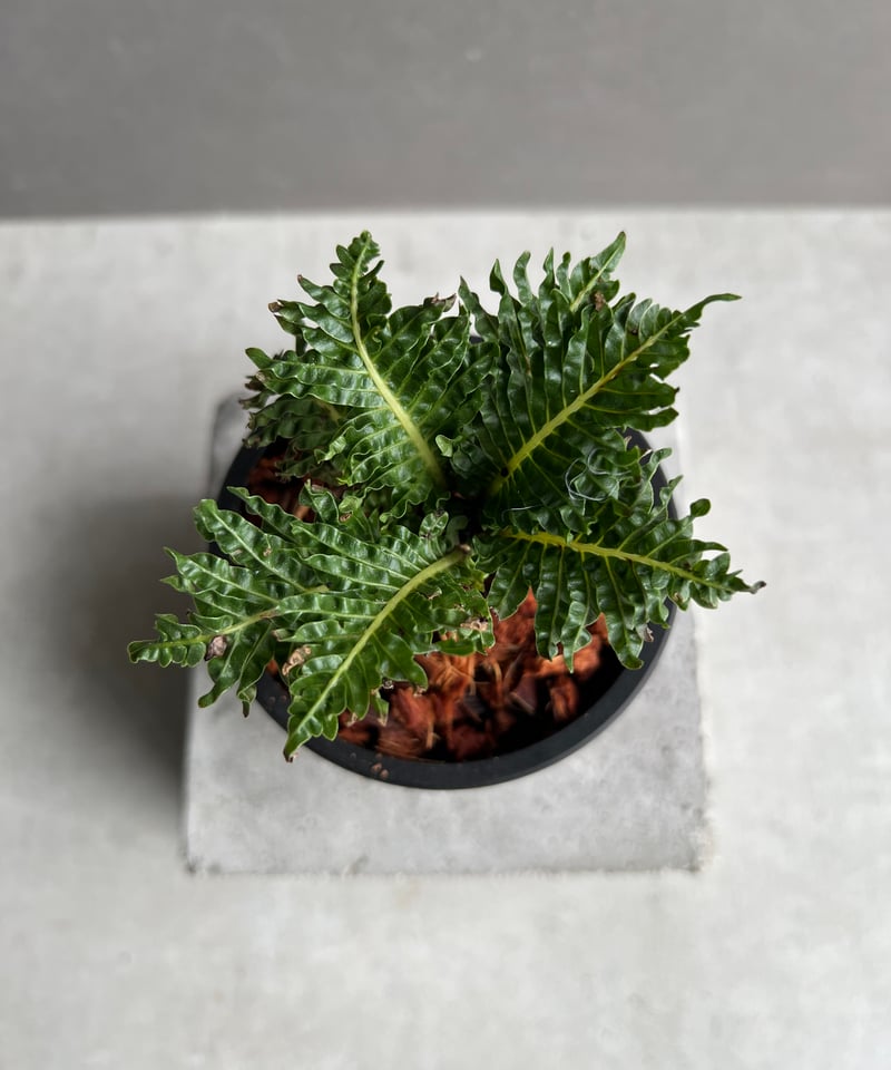 ブレクナム ギッバム ドワーフ 「Blechnum gibbum Dwarf 」1C | SH