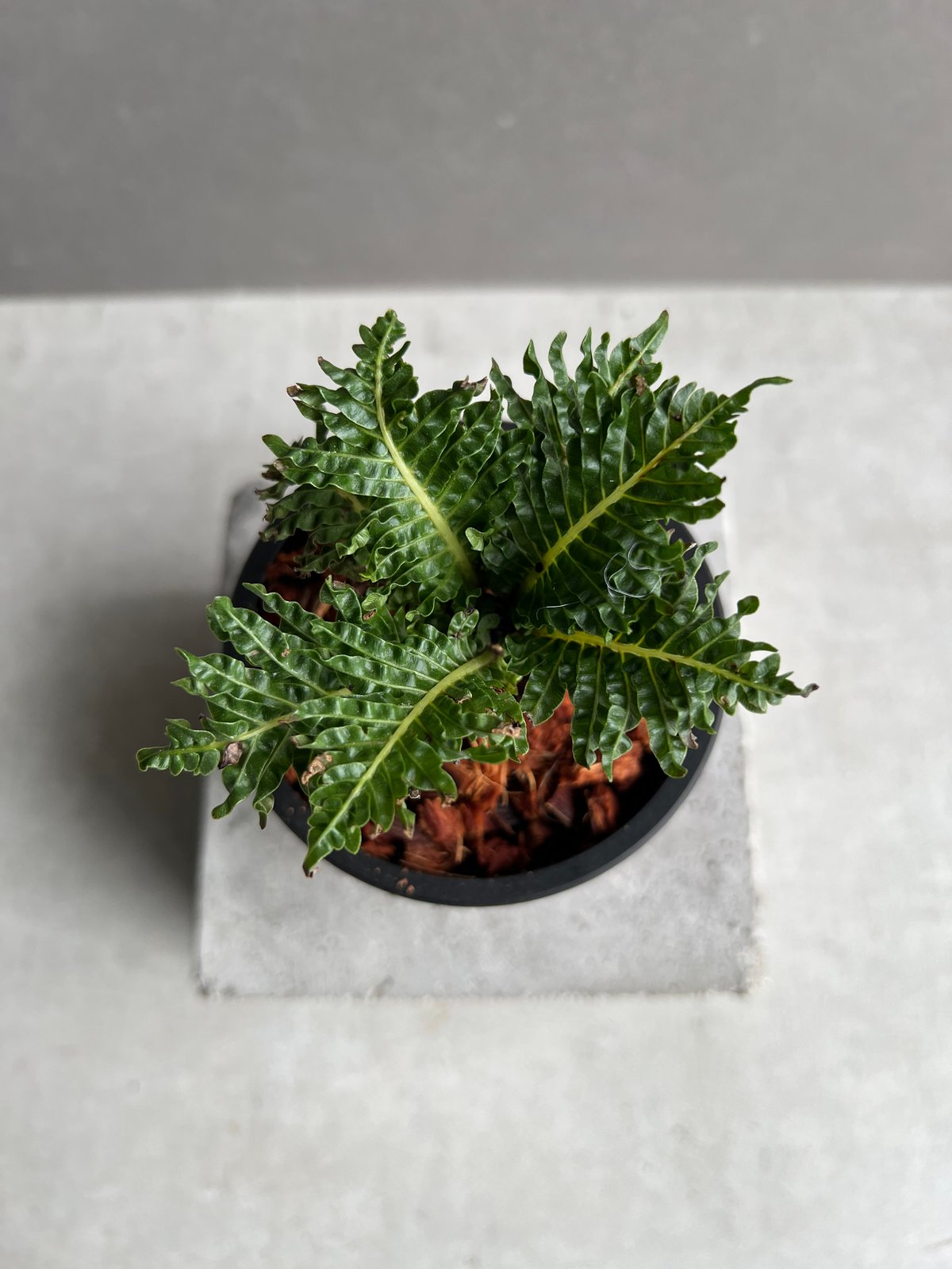 ブレクナム ギッバム ドワーフ 「Blechnum gibbum Dwarf 」1C