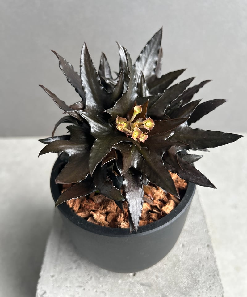 ユーフォルビア フランコイシー “エスプレッソ”「 Euphorbia