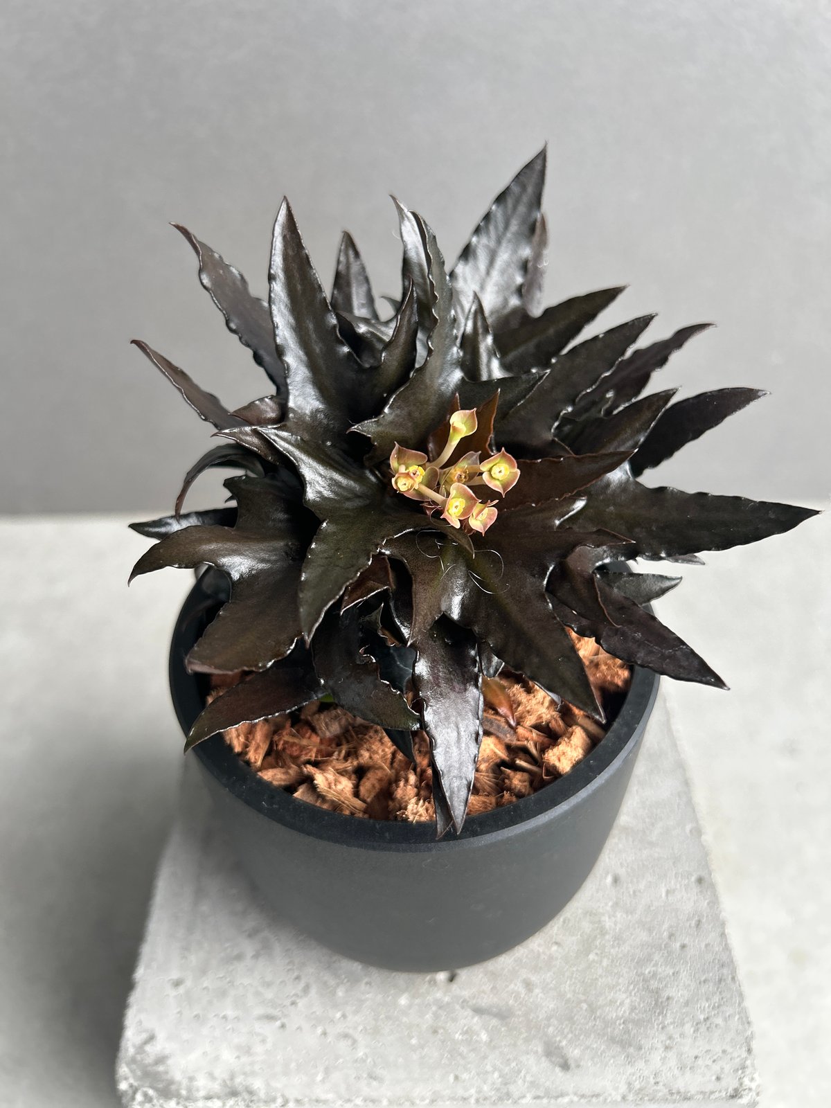 ユーフォルビア フランコイシー “エスプレッソ”「 Euphorbia 