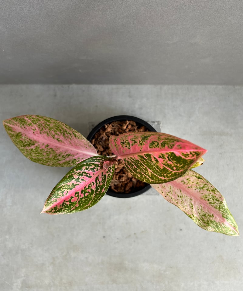 激レア！アグラオネマ　タマラ アグラオネマ タマラ 「Aglaonema Tamara」62X | SHOUCHIKUEN