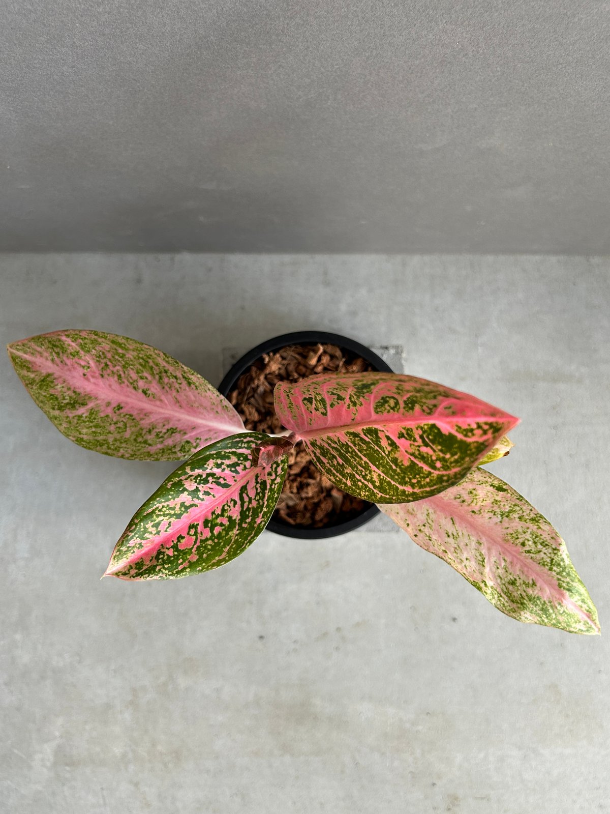 アグラオネマ タマラ 「Aglaonema Tamara」76F | SHOUCHIKUEN