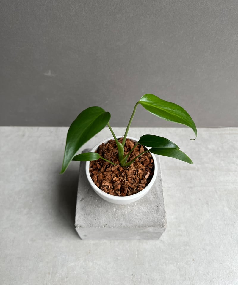 バールマルクスフレーム モンステラ Burle marx's flame モンステラ バールマルクスフレーム / Monstera 'Burle Marx's