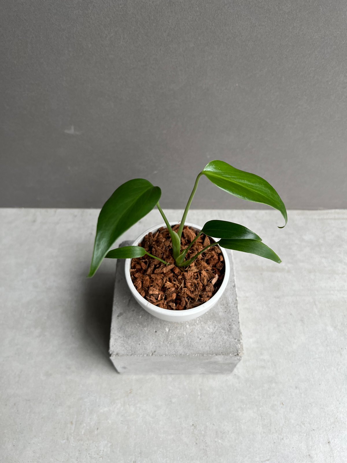 モンステラ バールマルクスフレーム 「Monstera burle marx's flame」