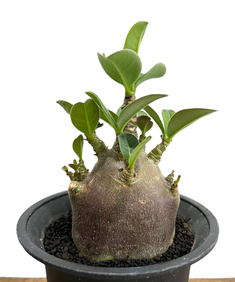 アデニウム アラビカム ドワーフ “ブラック” 「Adenium arabicum Dwarf