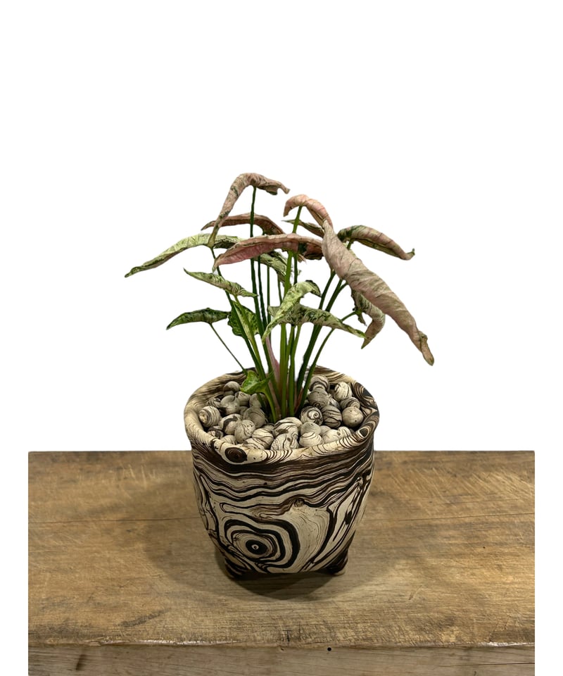 希少❗️シンゴニウム　ピンクローリー✨ 現品販売】シンゴニウム ピンクローリー Syngonium Pink Rolli