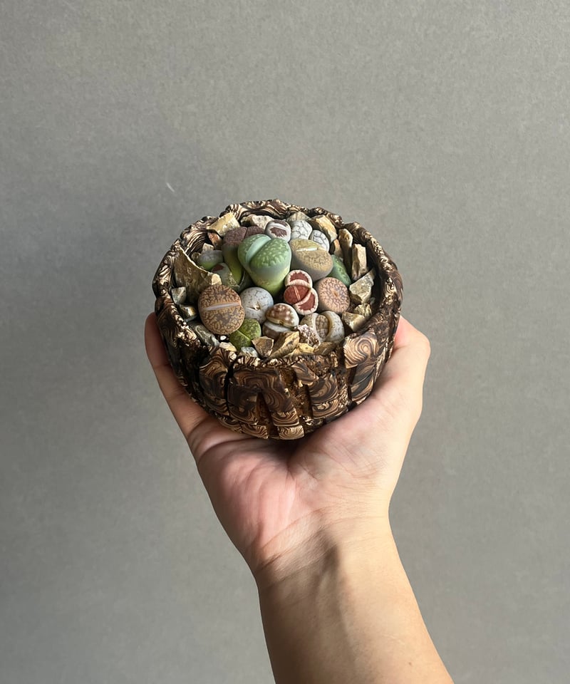 リトープス + plantsmonsters pot”Habitat Style” 「Lith