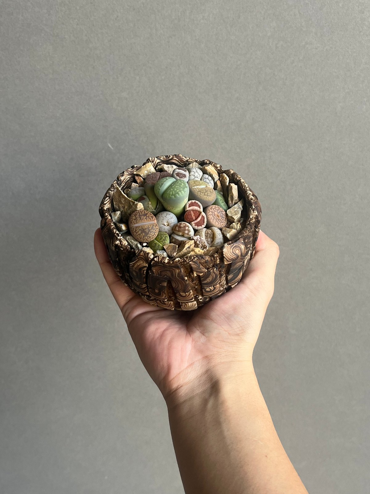 リトープス + plantsmonsters pot”Habitat Style” 「Lith