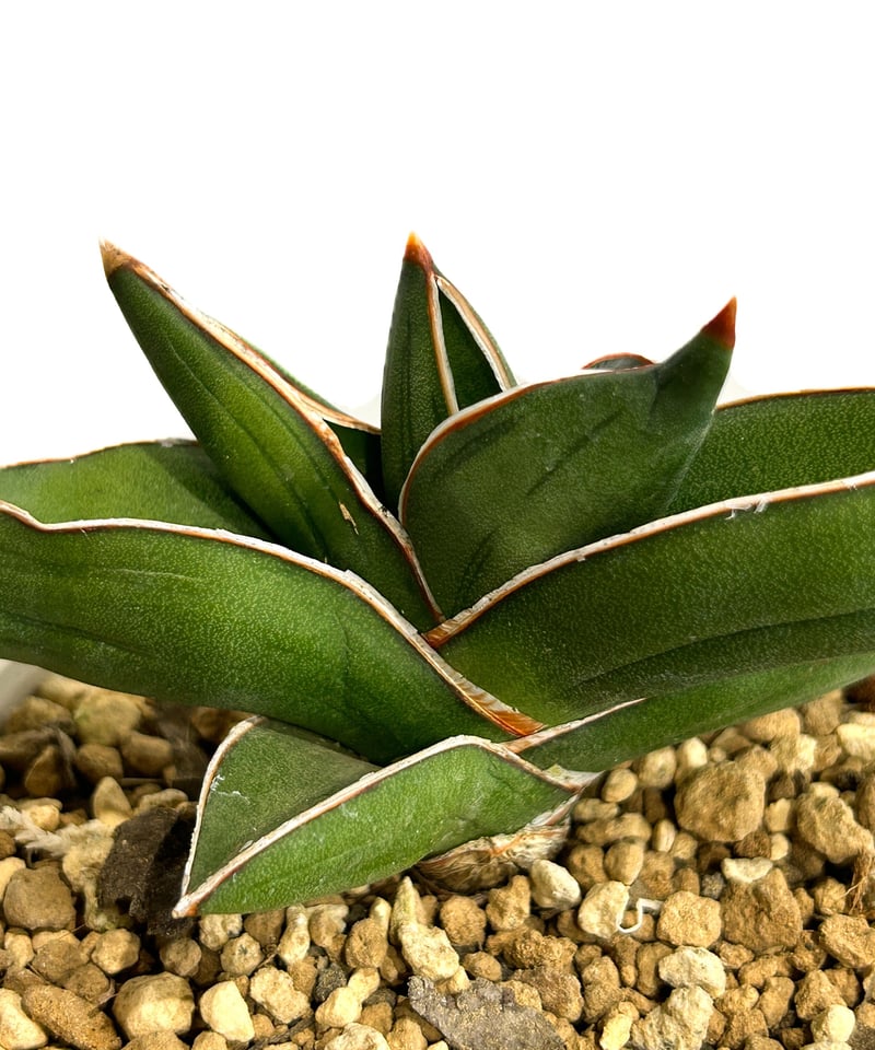 サンセベリア サムライ ドワーフ「Sansevieria samurai dwarf」7/27
