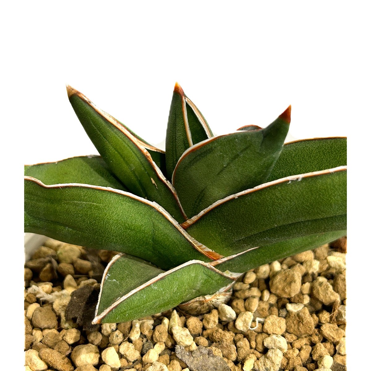 サンスベリア　サムライドワーフ 斑入 S. Samurai Dwarf Var fit=scale-down,w=1200