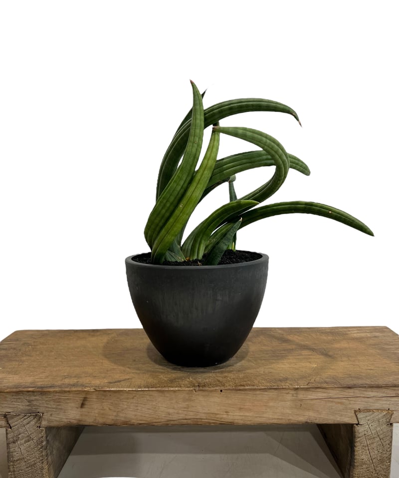 サンセベリア アンヤマニー ハイブリッド “トルネード” 「Sansevieria