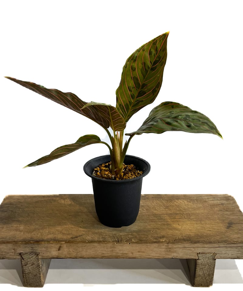 アグラオネマ レッドアーミー「Aglaonema Red Army」1/12