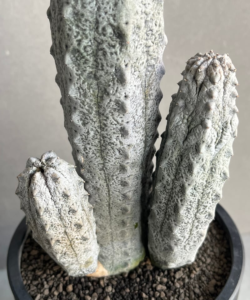ユーフォルビア アブデルクリ「Euphorbia abdelkuri 」86N | SHOUC