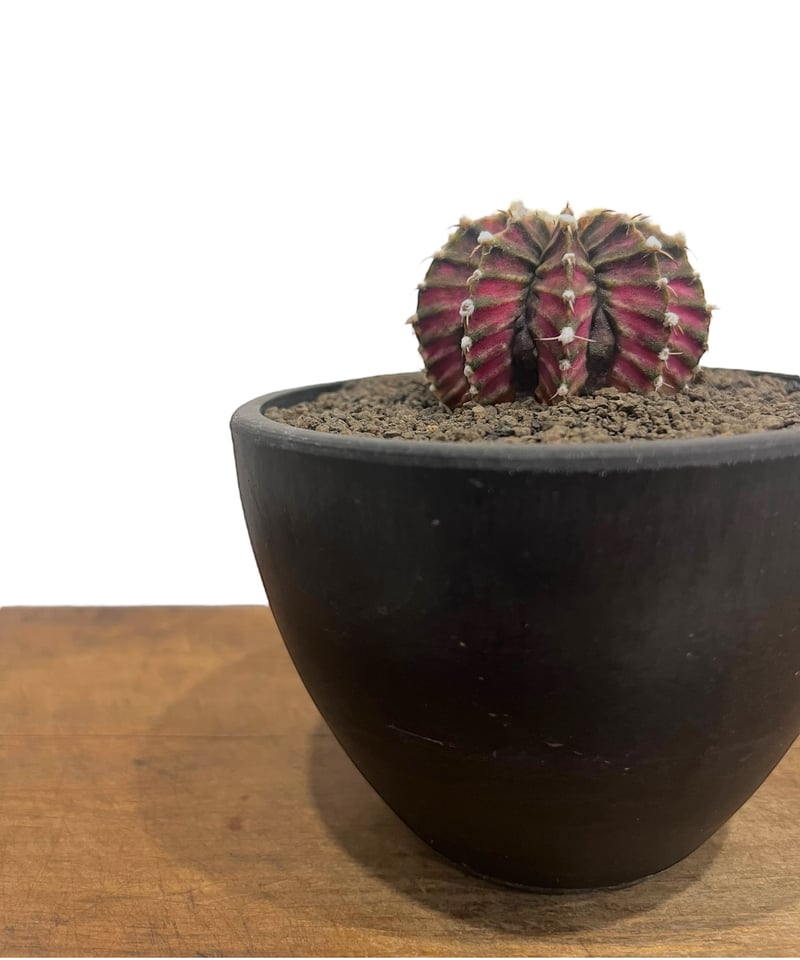 ギムノカリキウム LB2178 x TLUX 「Gymnocalycium LB2178