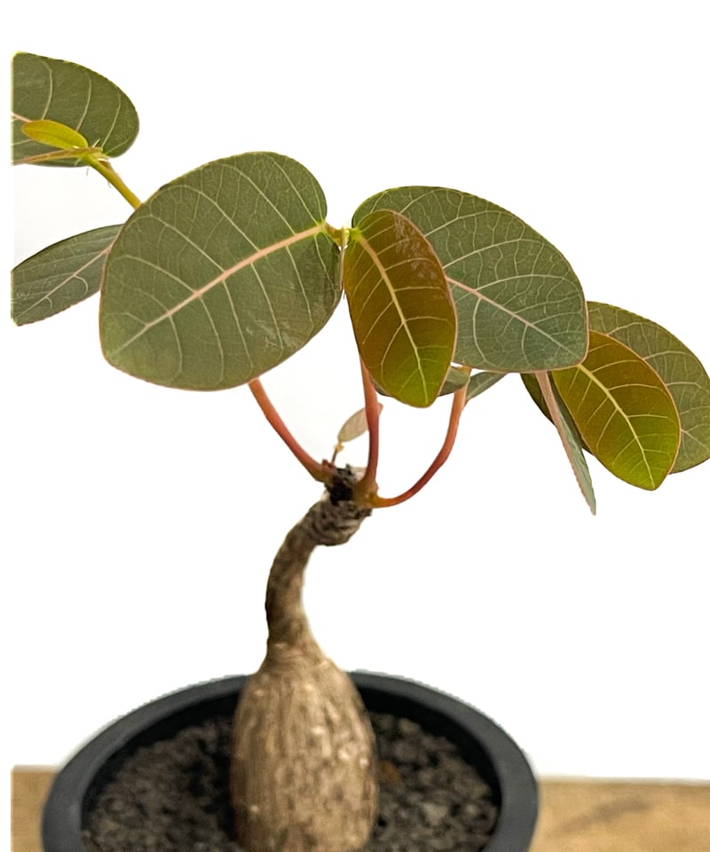 フィランサス ミラビリス「Phyllanthus mirabilis」6/20-802 | S
