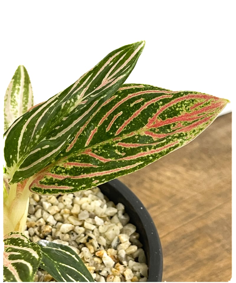 アグラオネマ ゴールデンホープ「Aglaonema Golden Hope」72D-1 | S