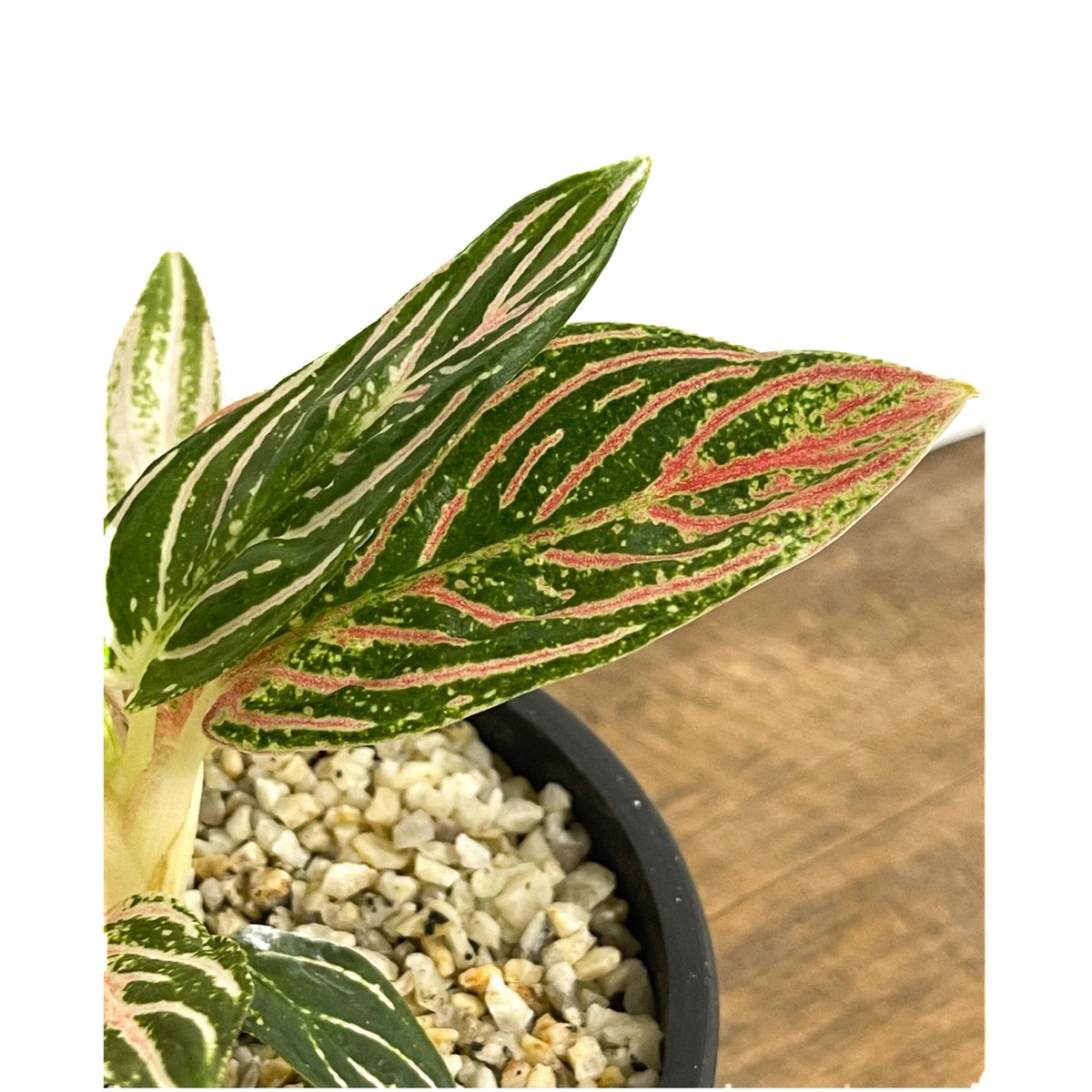 アグラオネマ　ゴールデンホープ　1株 アグラオネマ ゴールデンホープ「Aglaonema Golden Hope」9/7