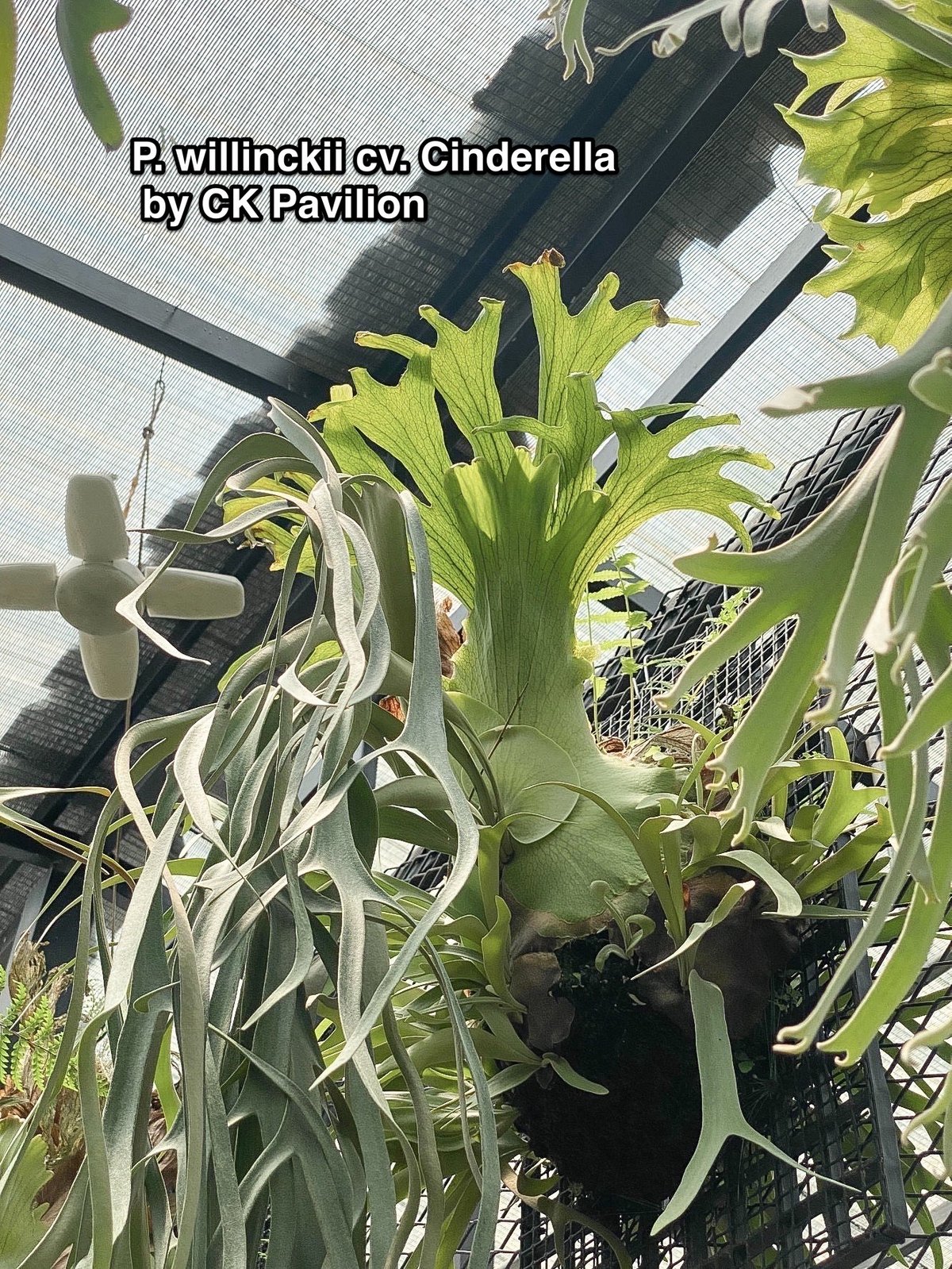 p.willinckii cv.Cinderella ビカクシダシンデレラ