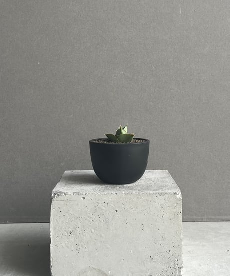 CATEGORY サンセベリア | SHOUCHIKUEN