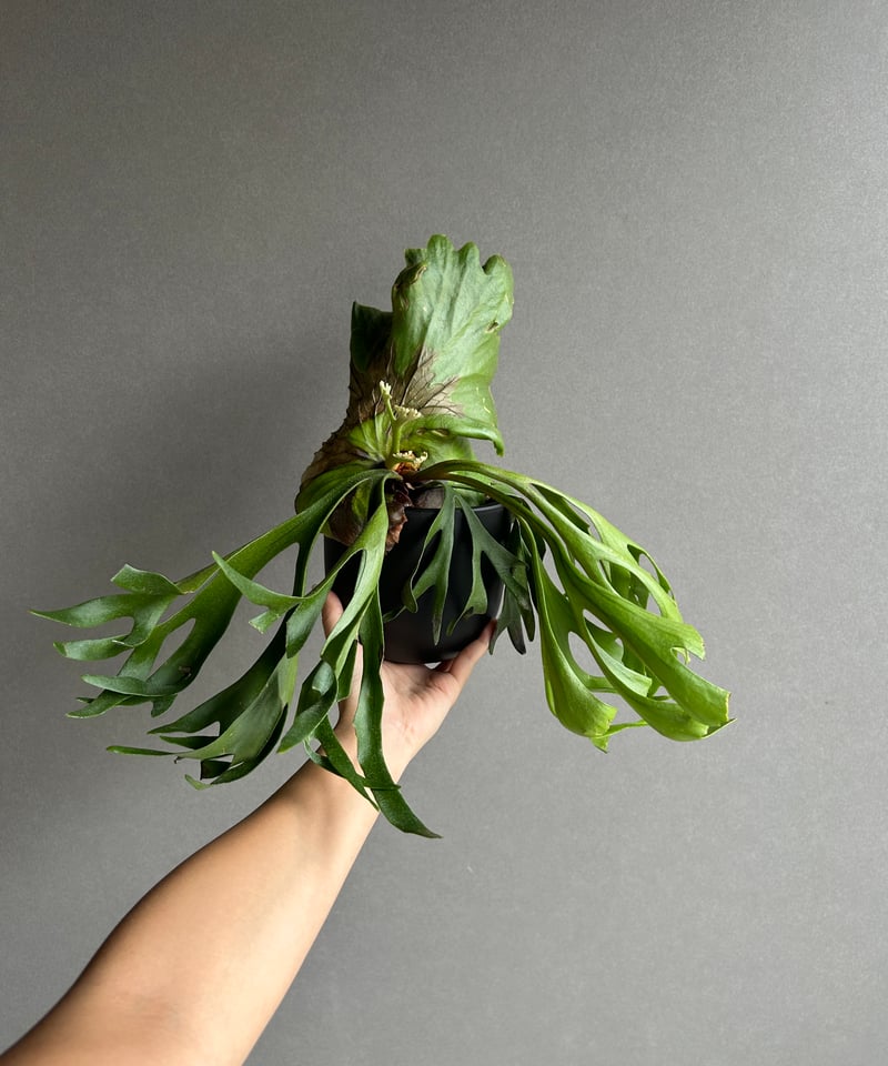 ビカクシダ キッチャクード細葉 「Platycerium kitshakood thin l