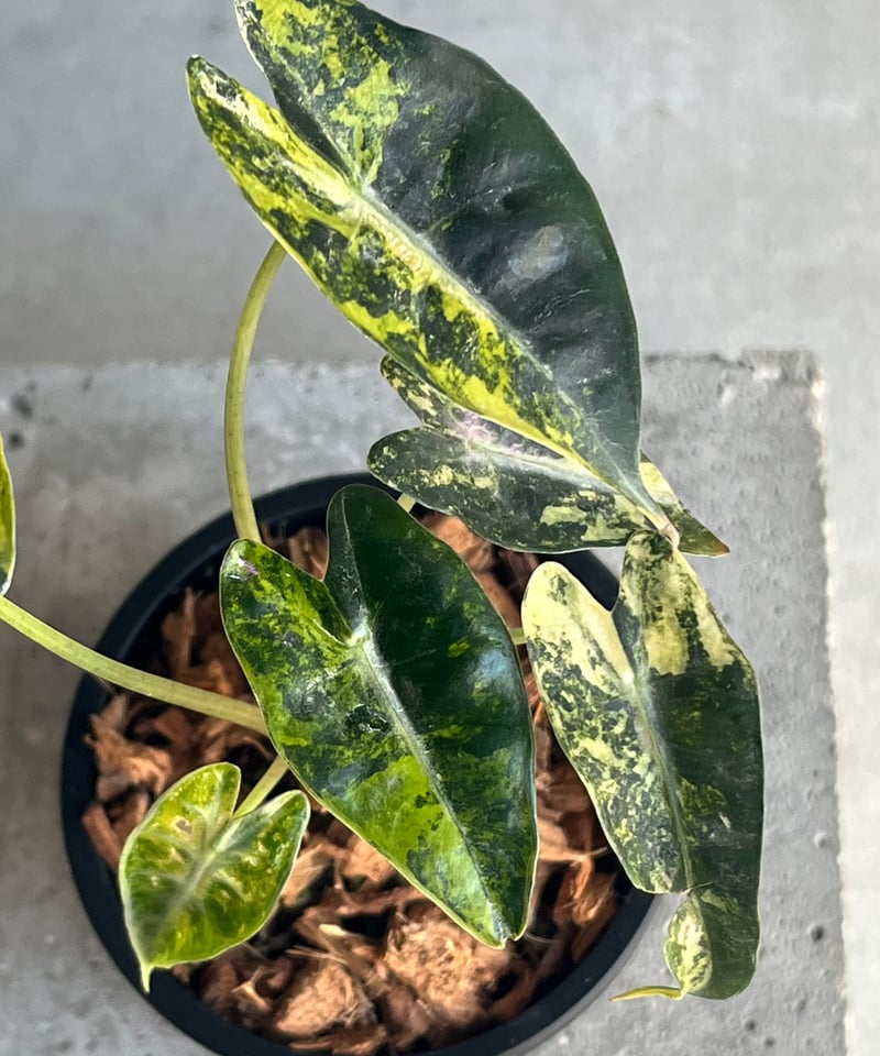 アロカシア バンビーノ イエロー 斑入 「Alocasia bambino Yellow Va