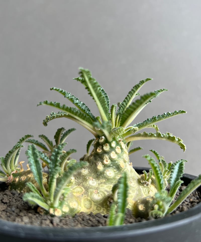 ドルステニア ラブラニー(多頭タイプ) 実生苗 「Dorstenia lavrani seed
