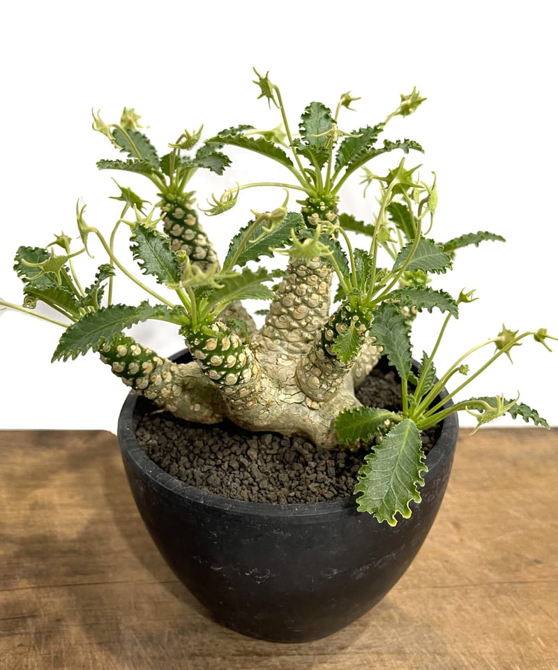 ドルステニア ホルウッディ 多頭タイプ 「Dorstenia horwoodii」8/10 | ドルステニア ホルウッディ 多頭タイプ 「Dorstenia horwoodii」8/10 |