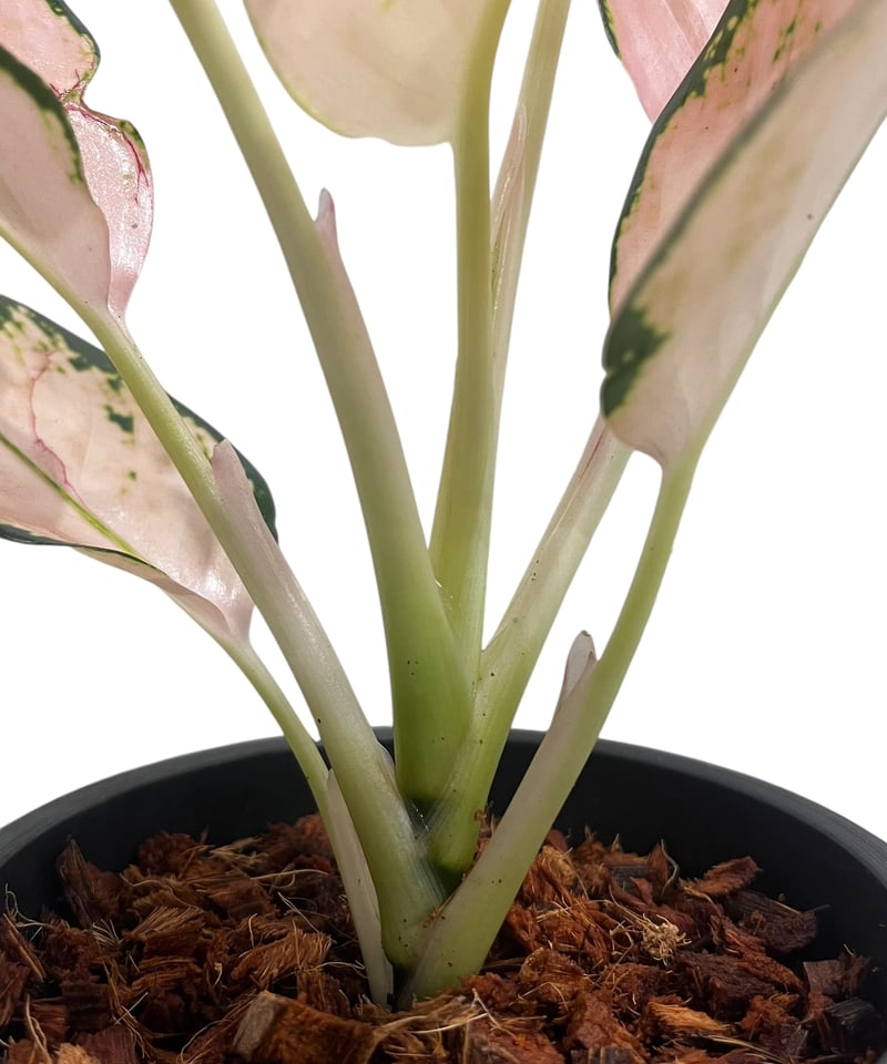 アグラオネマ コーチン ピーチ 「Aglaonema Cochin.Peach」83U | S