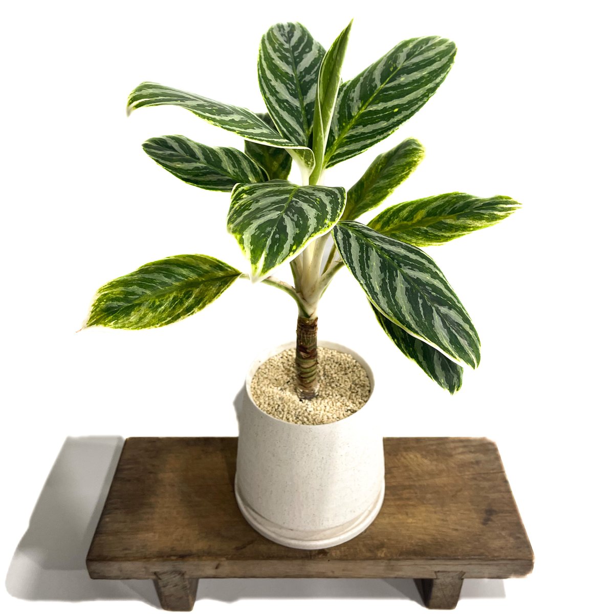 アグラオネマ バンコク ハイブリッド “変異種”「Aglaonema Bangkok hybr... アグラオネマ バンコク ハイブリッド “変異種”「Aglaonema Bangkok hybr...