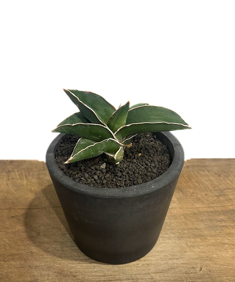 サンセベリア サムライ ドワーフ「Sansevieria samurai dwarf」89E-