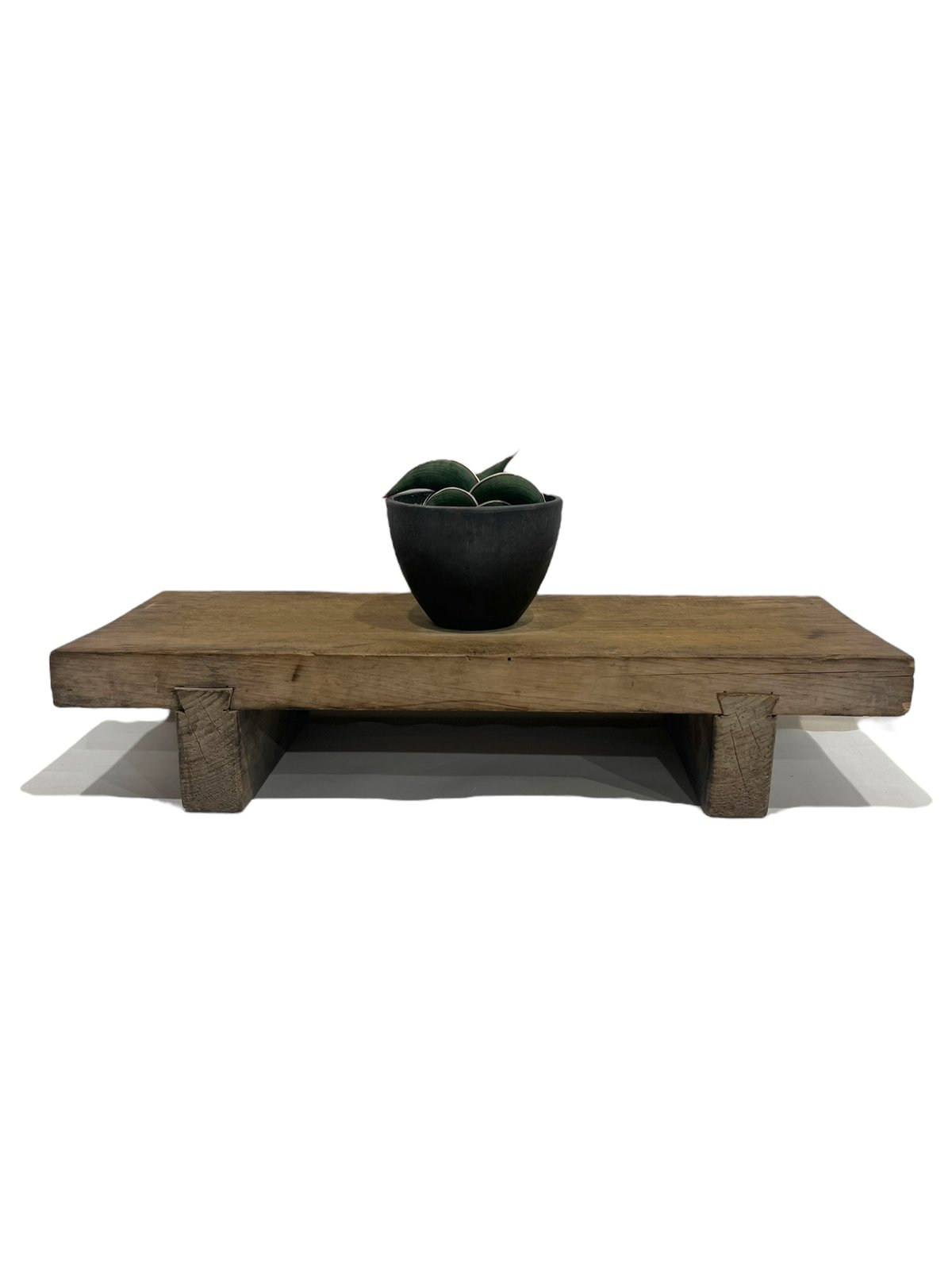 サンセベリア ロリダ 「Sansevieria rorida」24R | SHOUCHIKUEN