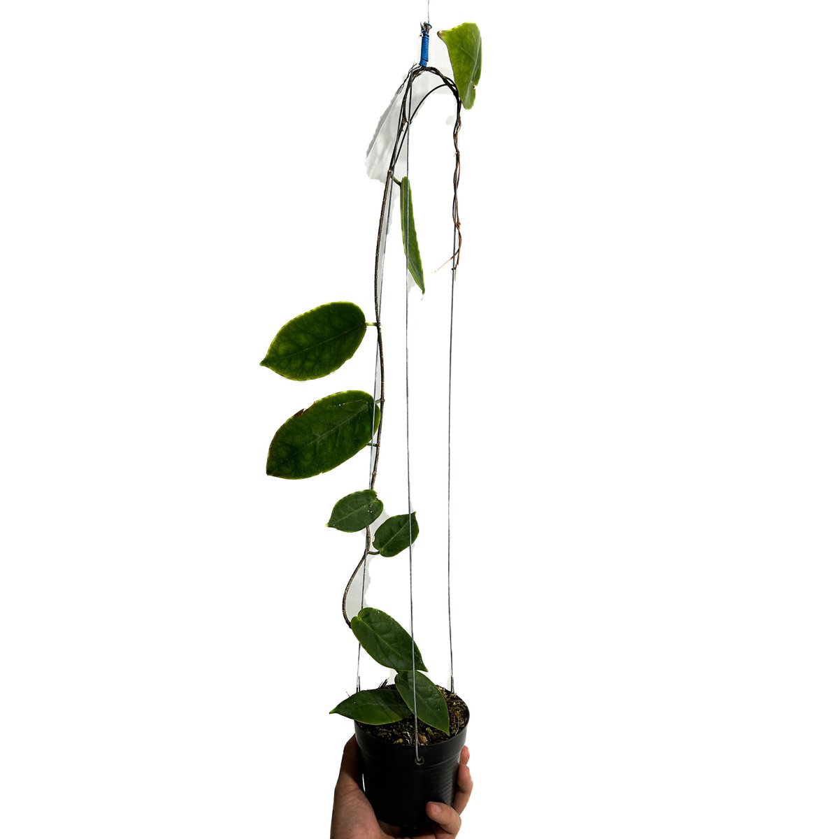 ホヤ インフラータ「Hoya inflata」4/26-405M1 | SHOUCHIKUEN