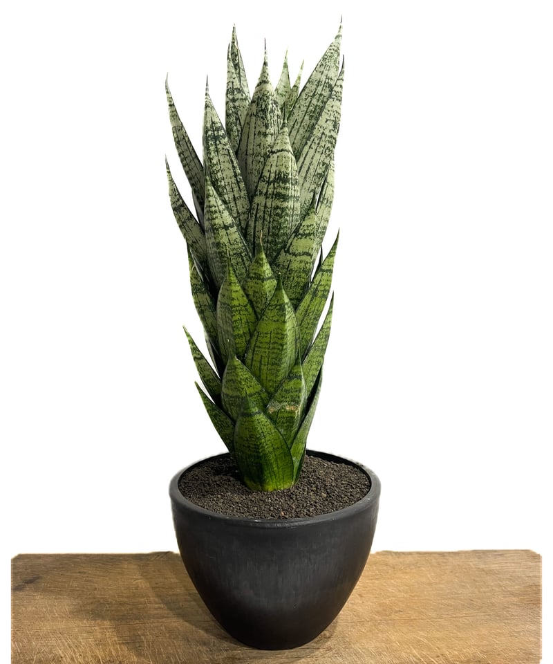 観葉植物）サンスベリア エーレンデル 3．5号（1鉢） サンスベリア 鉢