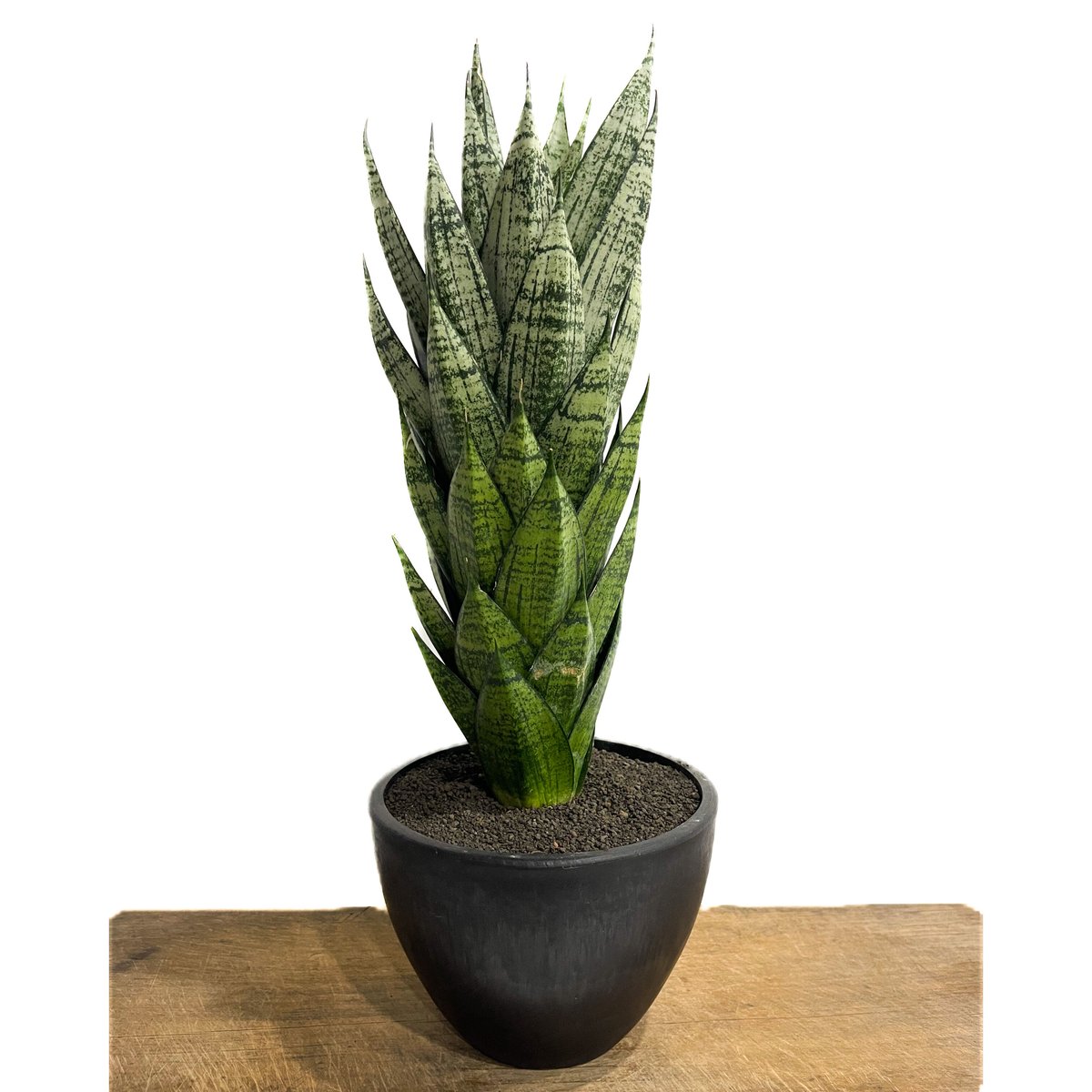 サンセベリア エーレンデル「Sansevieria Ehrendel」4/20-357 | S