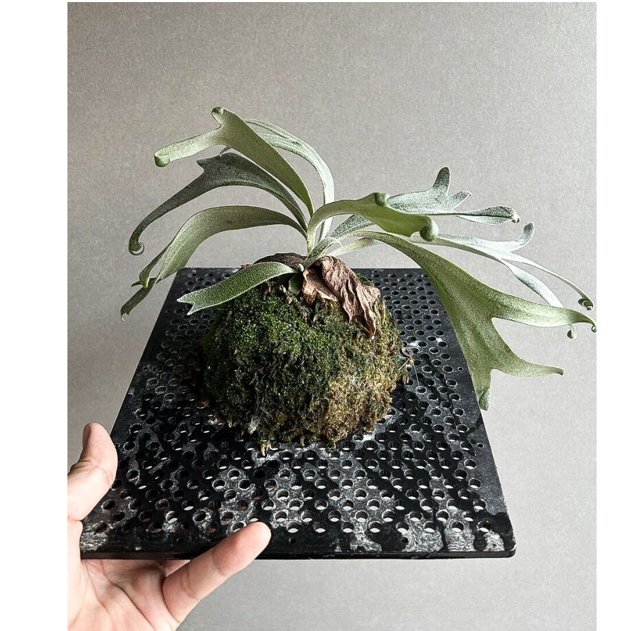 P. White Love ホワイトラブ　ビカクシダ　子株　レア P. White Love ホワイトラブ ビカクシダ 子株 レア