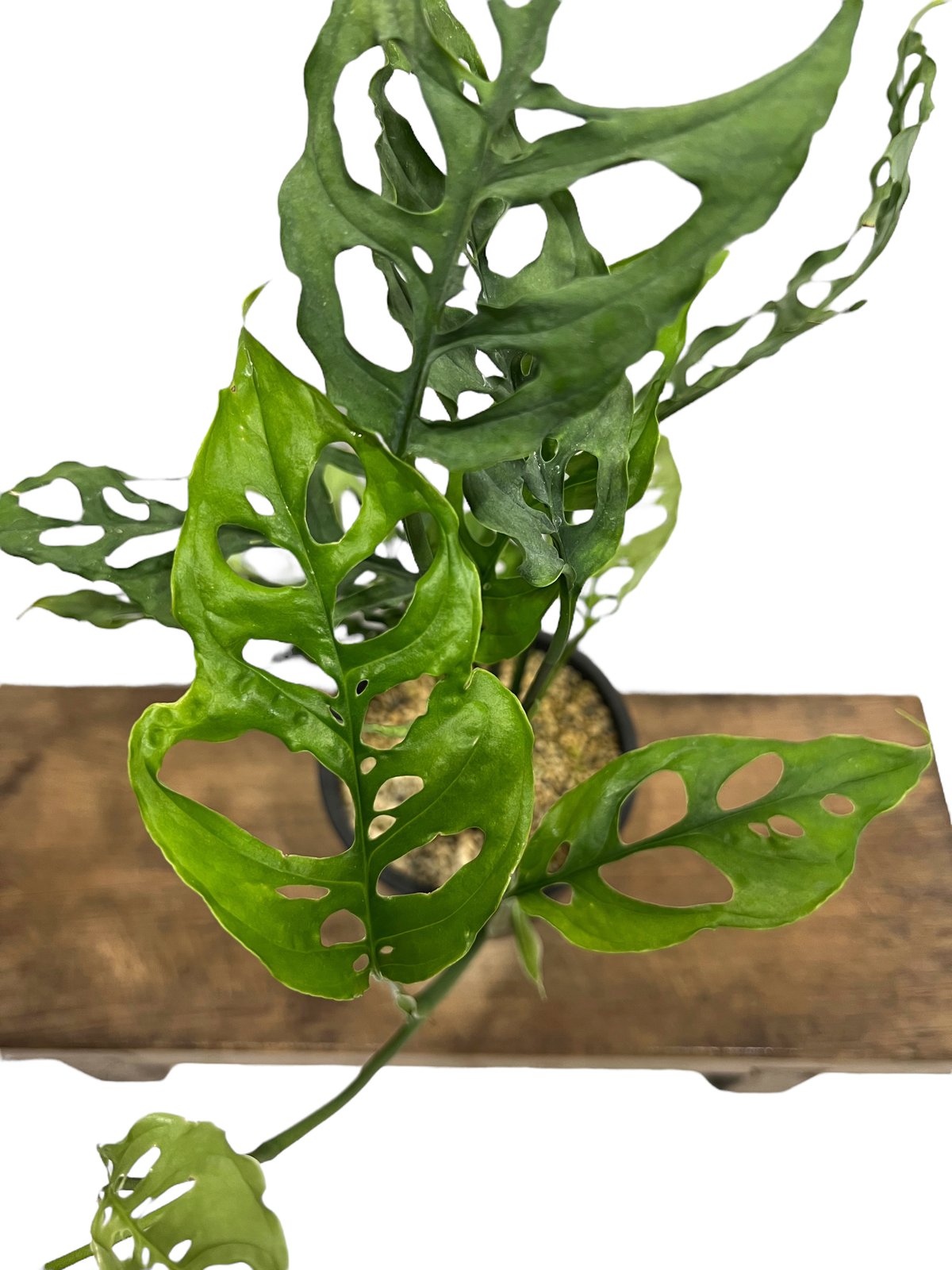専用　オブリクア　ペルー　Monstera Obliqua peru 3 モンステラ オブリクア ペルー「Monstera obliqua Peru」51F-3 | S
