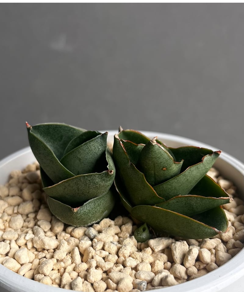 EMP サンセベリア ベンジャロン / 仔株付き SA427 EMP サンセベリア