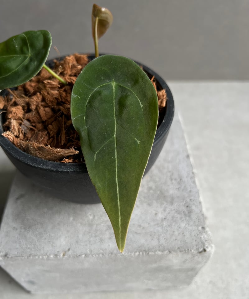 アンスリウム フォルゲッティ ドワーフ 「Anthurium forgettii dwarf」