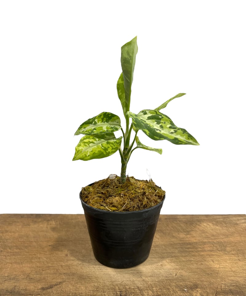 アグラオネマ ピクタム トリカラー「Aglaonema pictum tricolor」52J