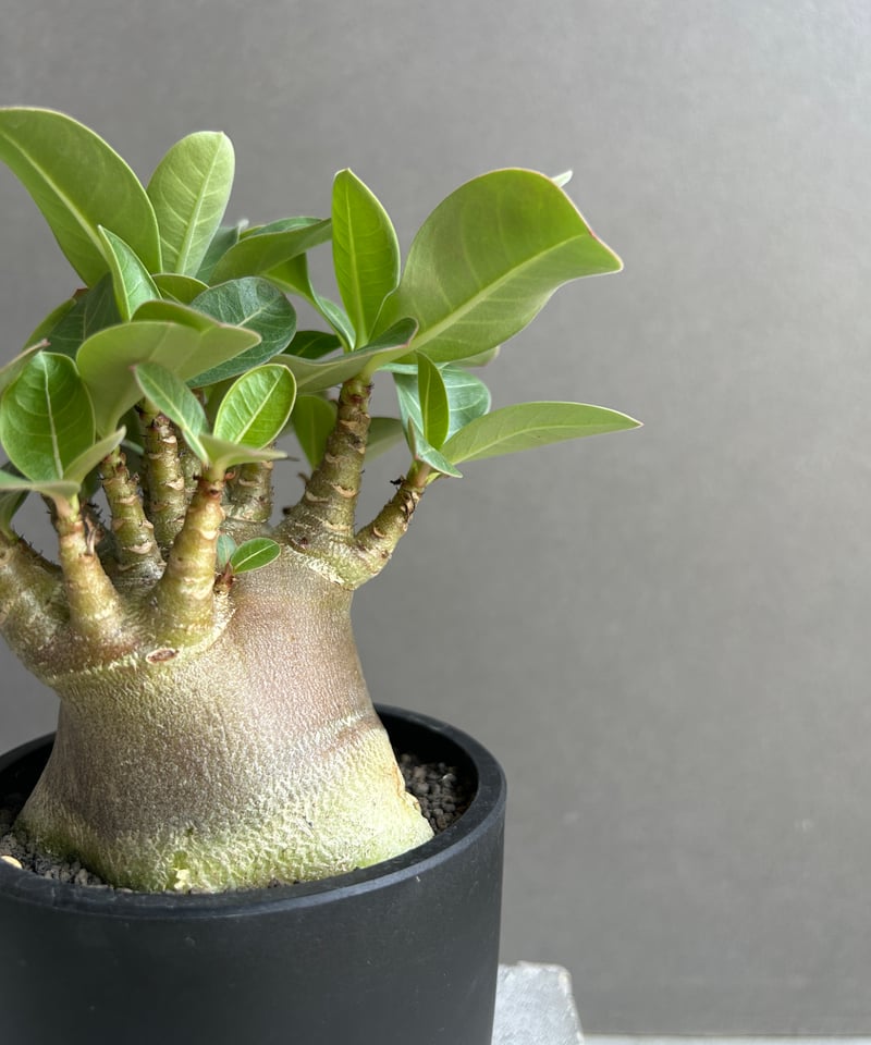 アデニウム アラビカム スーパー ドワーフ “ブラック” 「Adenium