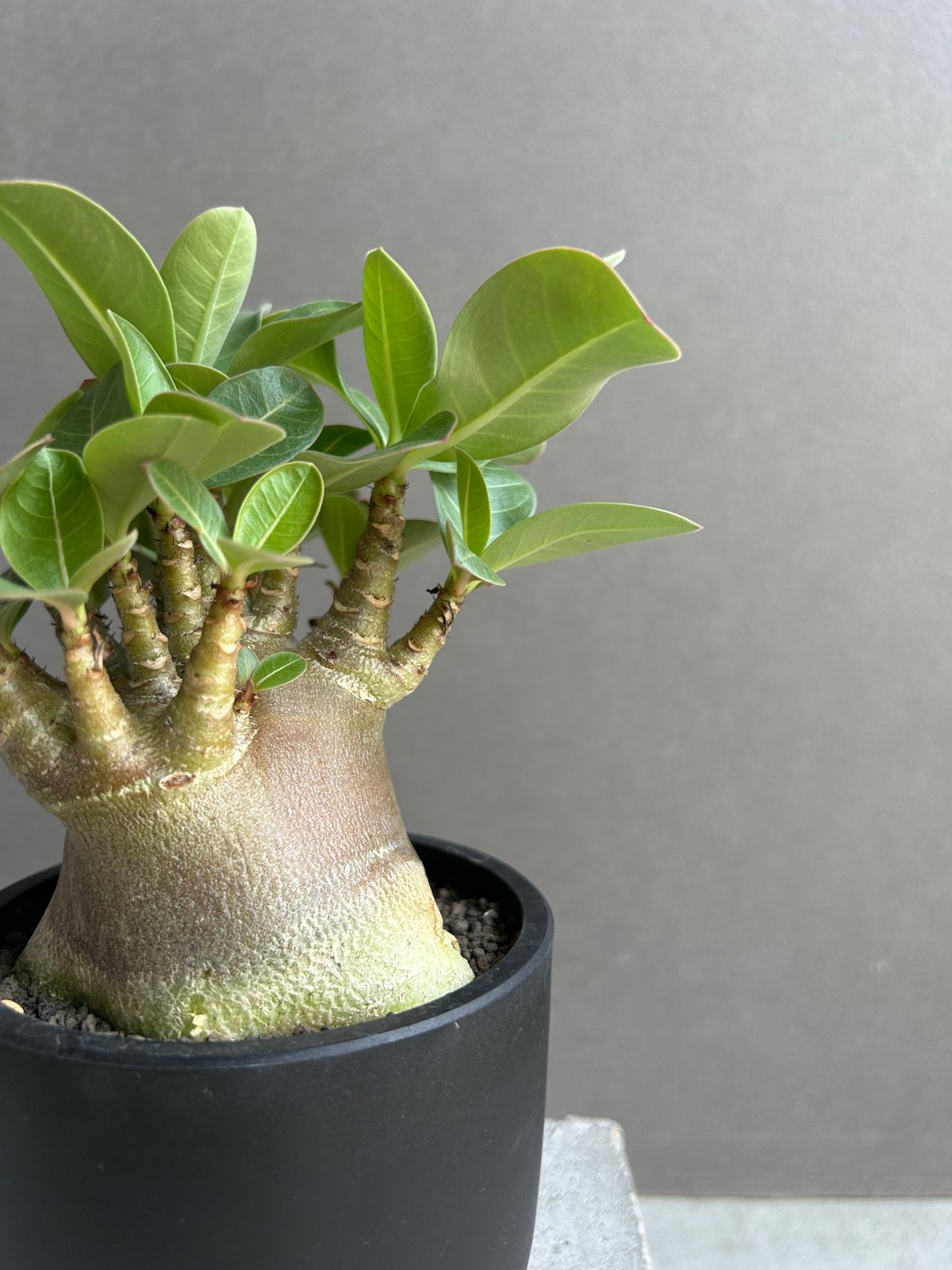 7*7様 アデニウム・アラビカム　スーパードワーフ アデニウム アラビカム スーパー ドワーフ “ブラック” 「Adenium