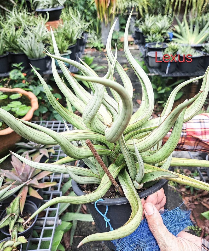 サンセベリア レクサス 「Sansevieria Lexus (by Unyamanee Ga