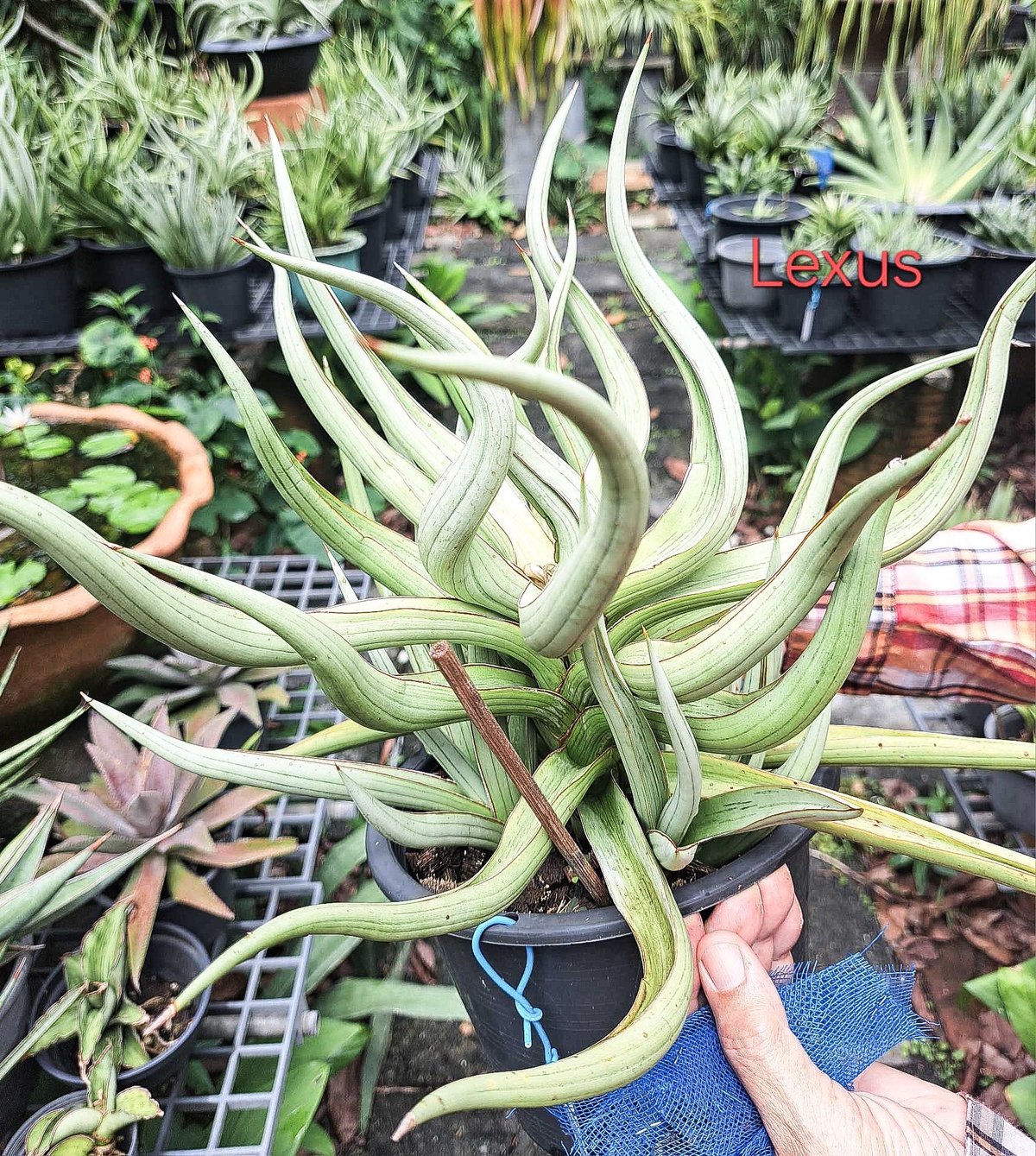 サンセベリア レクサス 「Sansevieria Lexus (by Unyamanee Ga