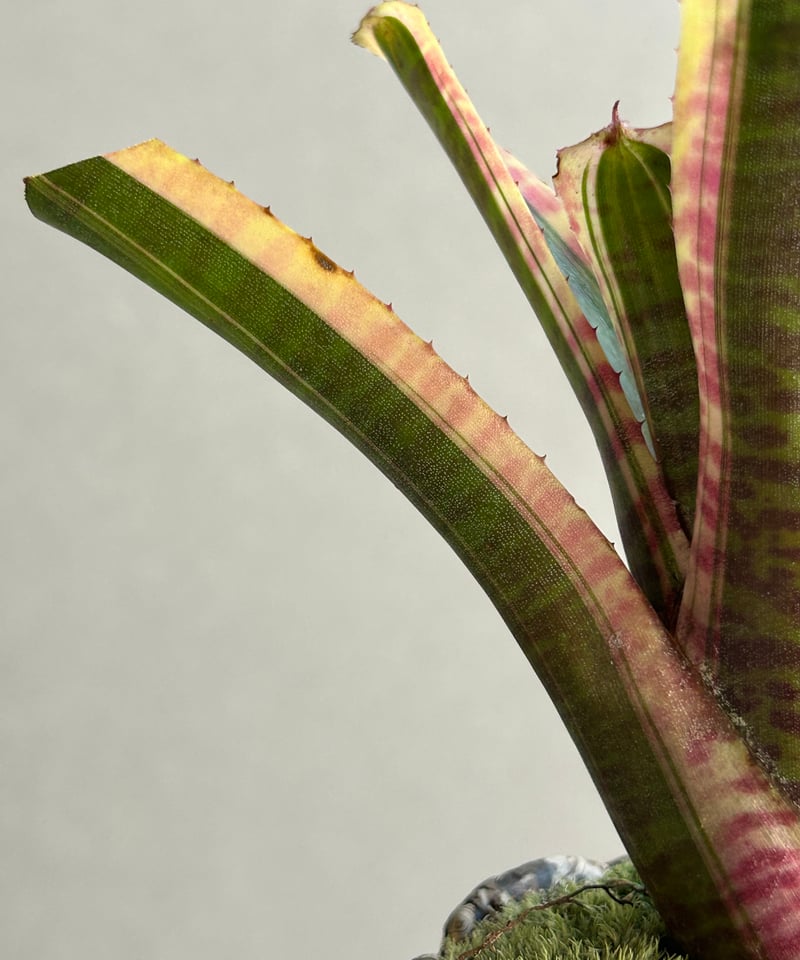 ネオレゲリア ライブ ワイヤー+ plantsmonsters pot「Neoregelia