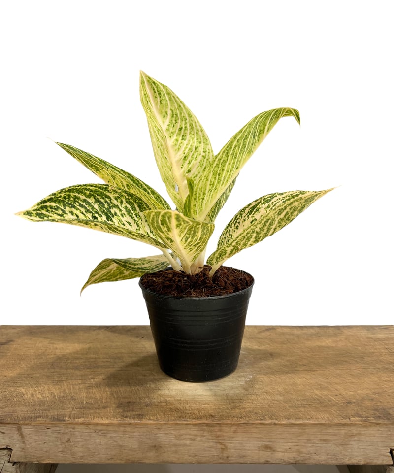 アグラオネマ ホワイト レガシー 「Aglaonema White Legacy」78L