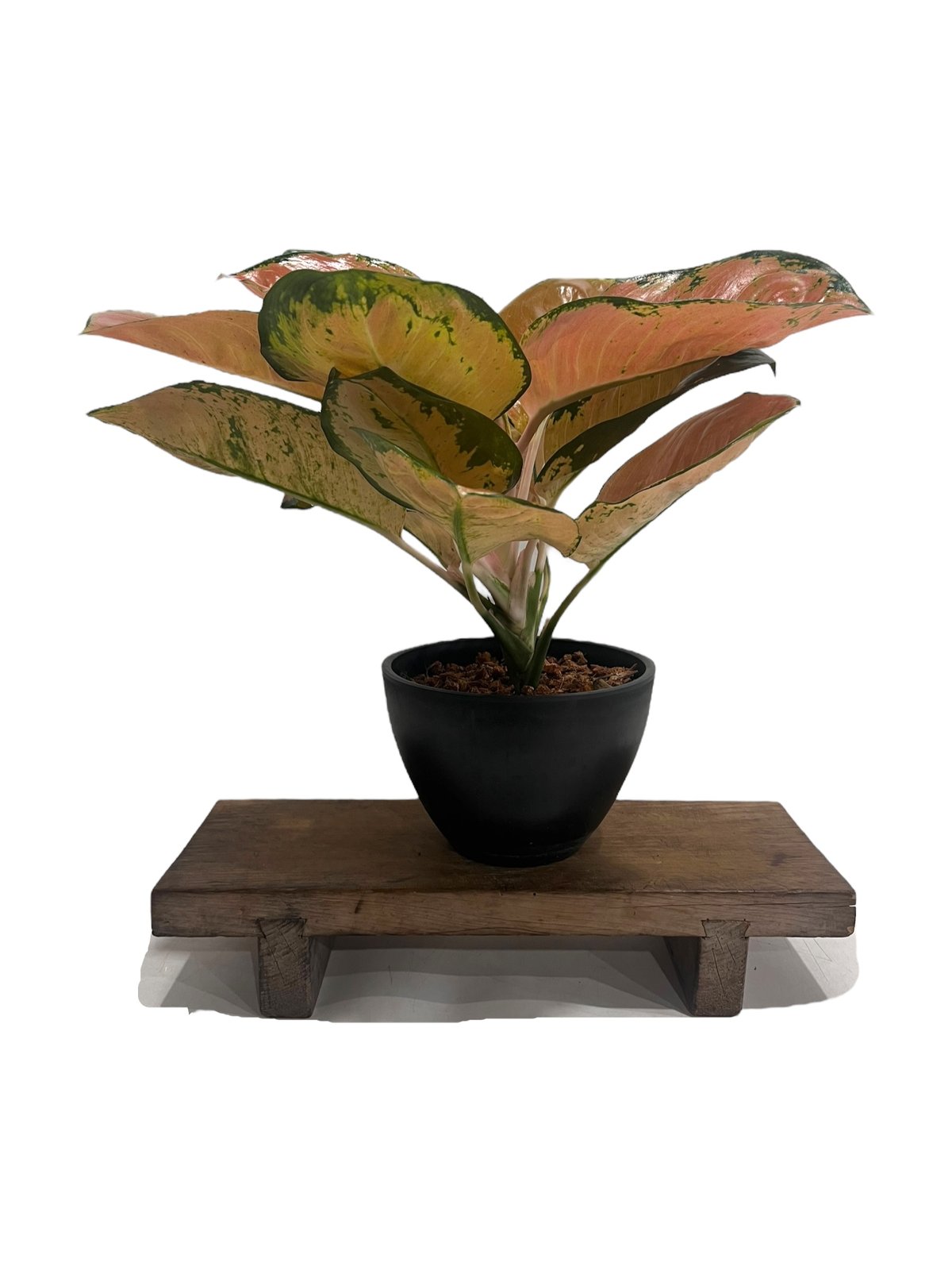 アグラオネマ スターバックス 「Aglaonema Starbucks 」92U | SHO