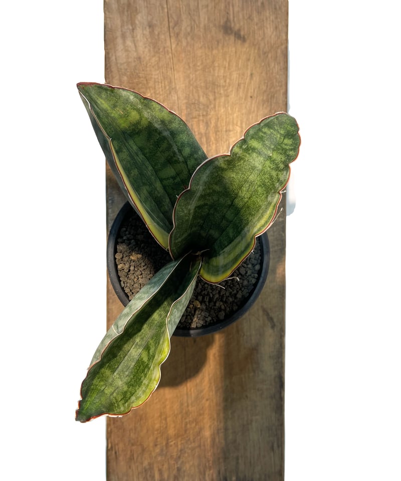 サンセベリア ES.849 斑入「Sansevieria ES. 849 var.」 8/8