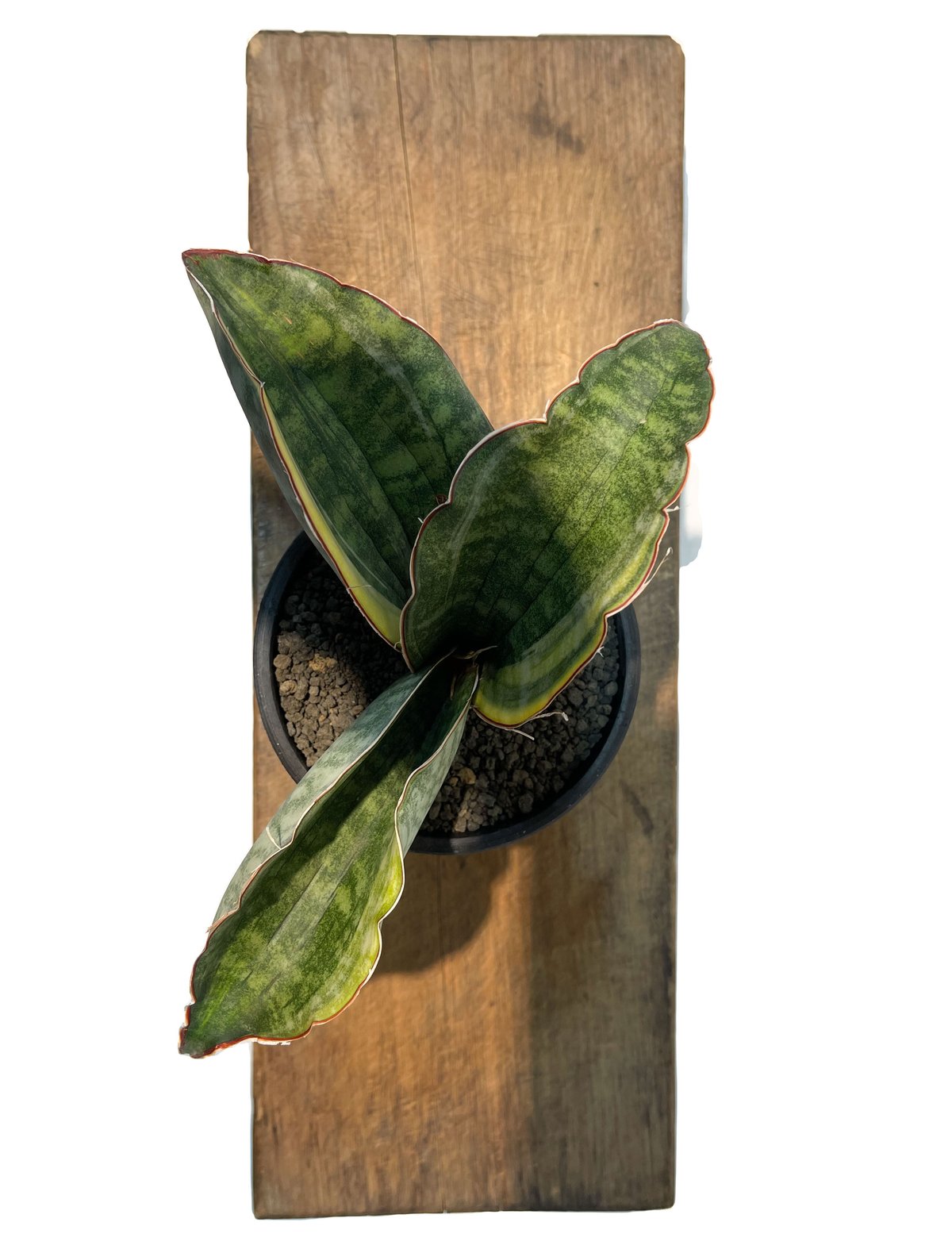 サンセベリア ES.849 斑入「Sansevieria ES. 849 var.」 8/8 ...