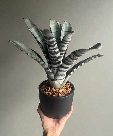 エクメア チャンティニー ブラック セレクト 「Aechmea chantinii Black Select」78M